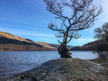 Bare tree at lakeshore against blue sky