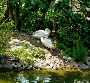 Swan perching on tree by lake