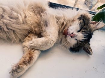 High angle view of cat sleeping