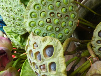 Close-up of prickly pear cactus