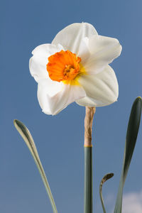 Close-up of white flowering plant against blue sky