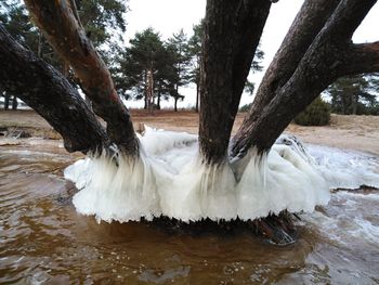 Panoramic view of white tree trunk in lake