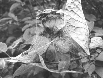 Close-up of dry leaf