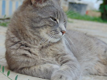 Close-up of a cat looking away