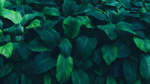 Full frame shot of plants