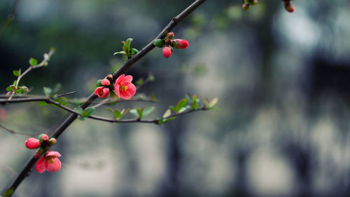 Close-up of red berries on plant