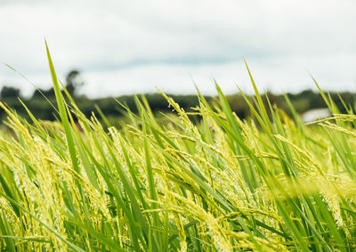 Close-up of wheat growing on field against sky