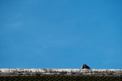 Low angle view of pigeons sitting on rooftop against sky