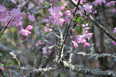 Close-up of pink cherry blossoms in spring