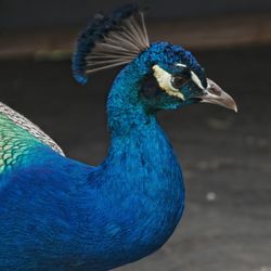 Close-up of peacock