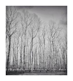 Bare trees against sky