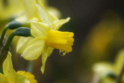 Close-up of yellow flower