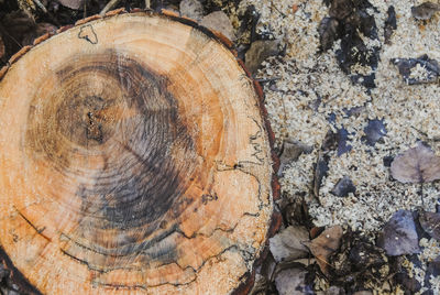 Close-up of tree stump