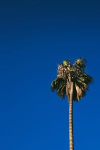 Low angle view of palm tree against clear blue sky