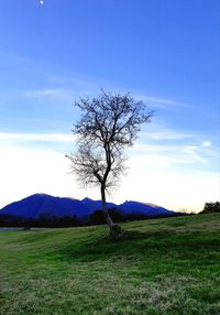 Bare tree on field against sky