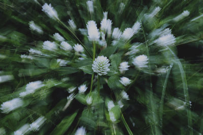 Close-up of flower