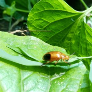 Close-up of insect on leaf