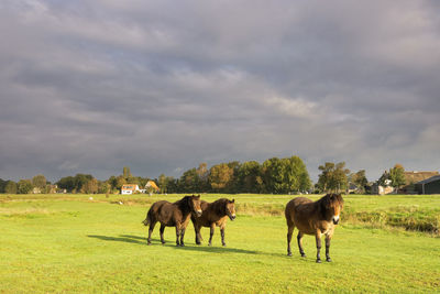 Horses grazing in the field