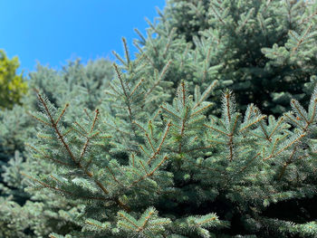 Close-up of pine tree during winter