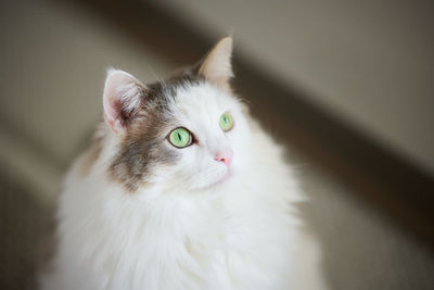 Close-up portrait of a white cat looking away from camera