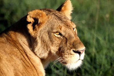 Close-up of lion