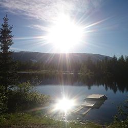 Sun shining through trees