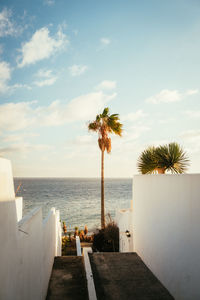 Palm trees by swimming pool against sky