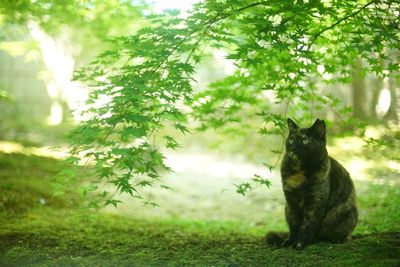 A tortoiseshell