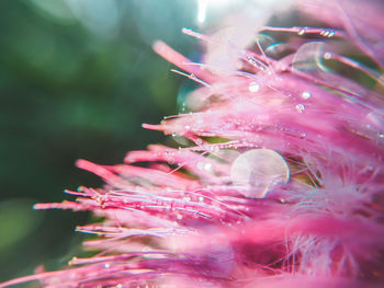 Close-up of pink flower plant