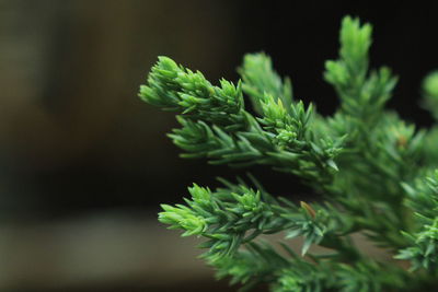 Close-up of plant growing on tree