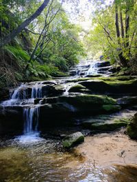 Stream flowing in forest