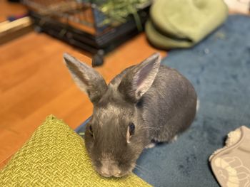 Close-up of a rabbit