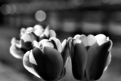 Close-up of tulips