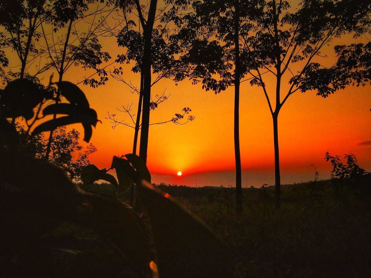 tree, plant, sunset, orange color, silhouette, sky, nature, beauty in nature, scenics - nature, field, growth, land, outdoors, sun, tranquility, real people, sunlight, tranquil scene, non-urban scene, idyllic