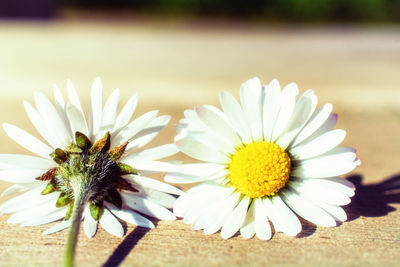 Close-up of white daisy flower
