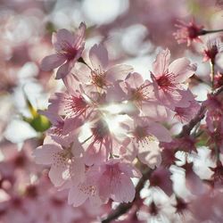 Close-up of cherry blossoms