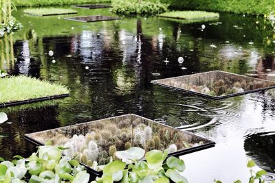 Reflection of trees in pond