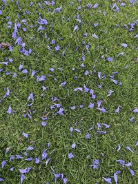 High angle view of purple flowering plants on field