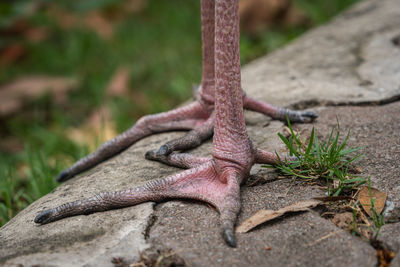 Close-up of lizard on land