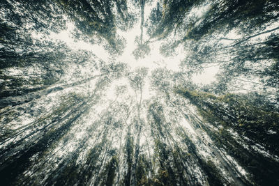 Low angle view of trees in forest