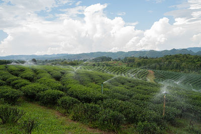 Scenic view of agricultural field against sky