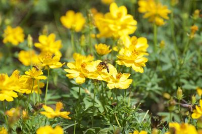 Close-up of bee on yellow flower