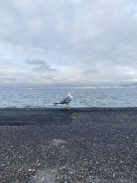 Seagulls on beach