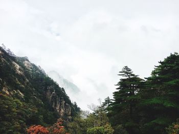 Low angle view of trees against sky