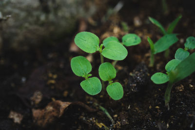 Close-up of green plant growing outdoors