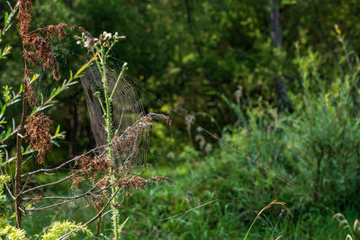 Close-up of spider web in a forest