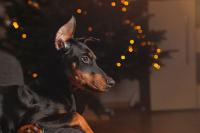 Dog looking away at home against christmas tree