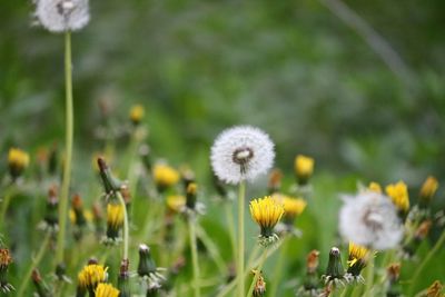 Close-up of white flowering plants on field