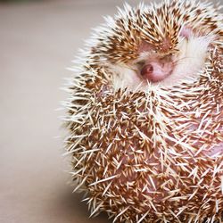 hedgehog
