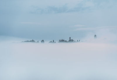 Foggy landscape